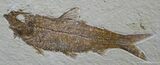Inch Fossil Herring - Green River Formation #795-1